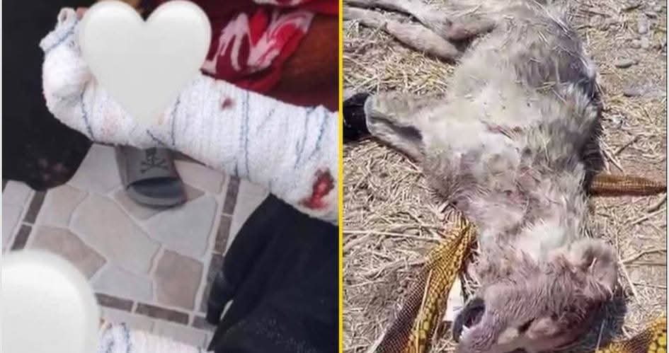 شمرية  تخنق ذئبا حتى الموت وتنقذ اخاها في أربيل